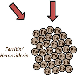ferritin and hemosiderin