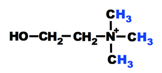 choline n-methyl group
