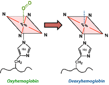 transition oxyhemoglobin to deoxyhemoblogin