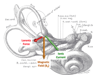 Lorentz force in vestibular apparatus